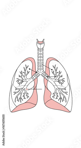 Understanding the human respiratory system and its crucial role in gas exchange and breathing processes