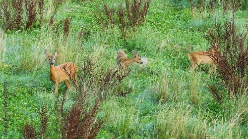 Deer with two fawns grazing
