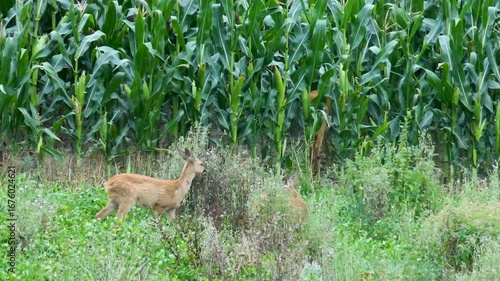 Deer with two fawns grazing