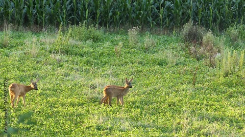 Deer with two fawns grazing
