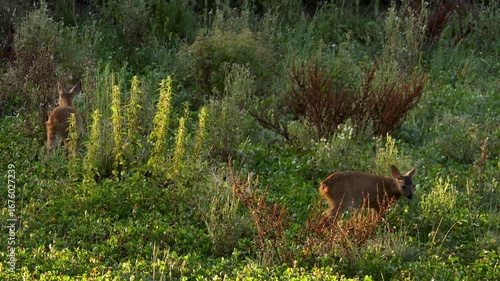 Deer with two fawns grazing