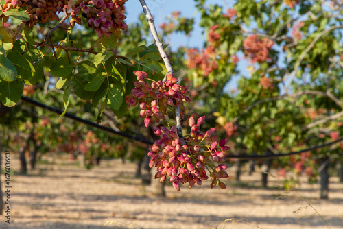 Fresh Pistachio nuts on tree brunch ready for harvest 