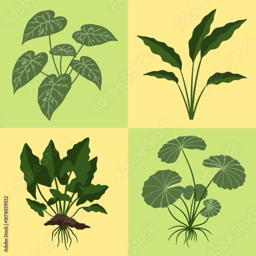 set illustration vecto graphic of large leaved aquatic plants