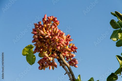 Fresh Pistachio nuts on tree brunch ready for harvest 