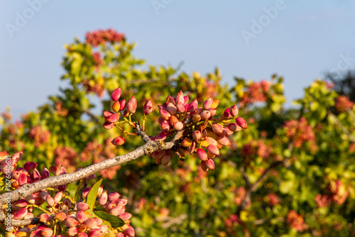Fresh Pistachio nuts on tree brunch ready for harvest 
