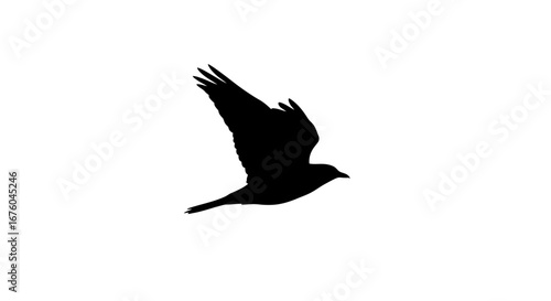 Silhouette of a black bird in flight against a white background.