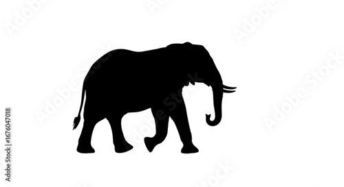 Silhouette of a Walking African Elephant with Tusks.