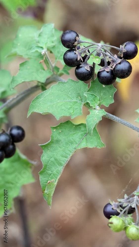 Greenspot Nightshade, Solanum Douglasii, an enticing native synoecious subshrub displaying mature globose glabrous calycate indehiscent berry fruit during Summer in Coastal Los Angeles County.