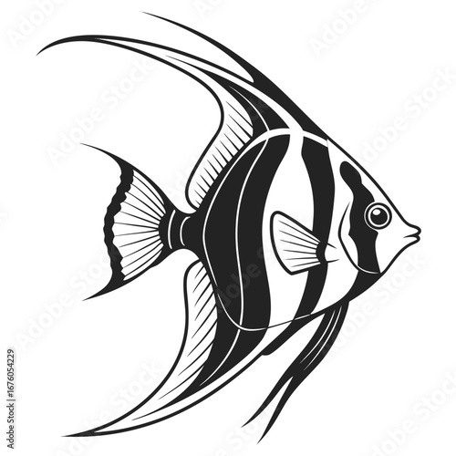 black and white angelfish