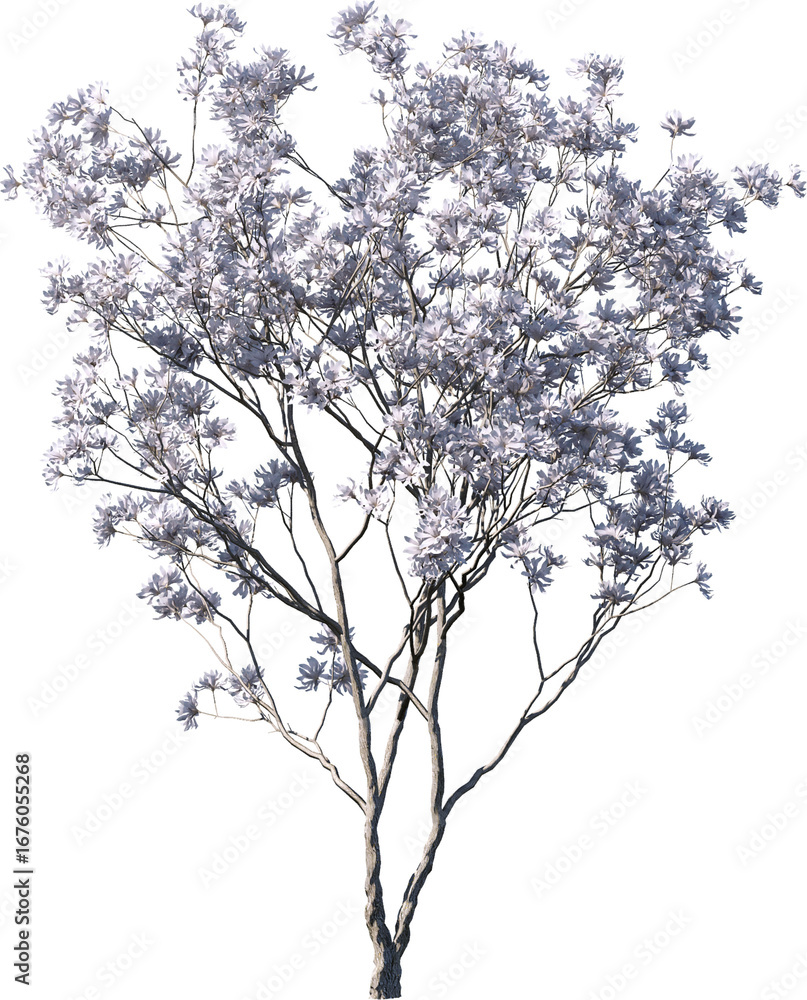 Fototapeta premium Transparent tree, nature, winter, branch, white, silhouette, isolated, snow, sky, black, bare, season, cold, forest, landscape, plant, dead, single, branches, vector, blue, trees, christmas