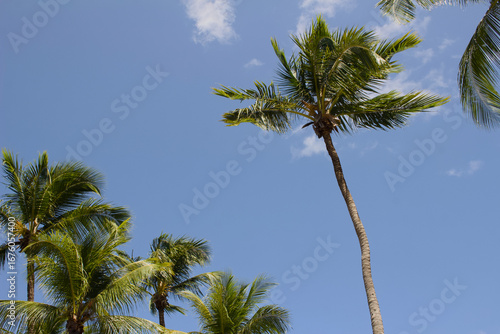 Coconut