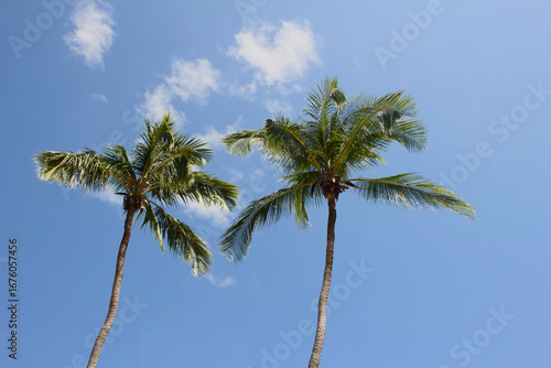 Coconut