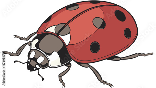 realistic ladybug beetle illustration detailed insect nature educational garden design art isolated on white background.