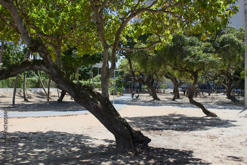 trees in the park