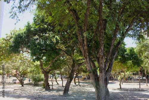 trees in the park