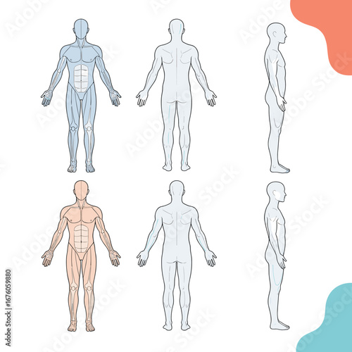 Visual representation of human anatomy showing different body parts and muscular system in various poses and angles