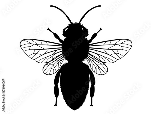 Insect in silhouette