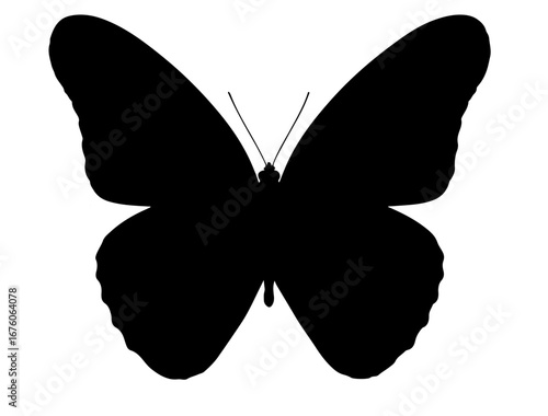 Insect in silhouette