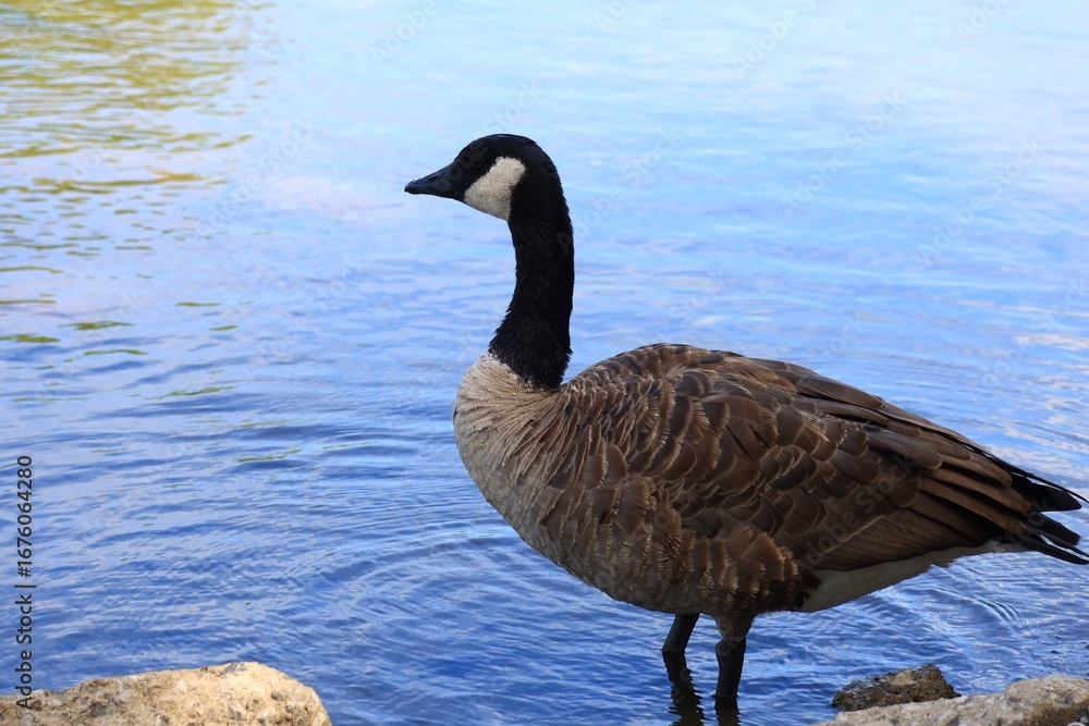 Obraz premium Canada goose(カナダ雁)