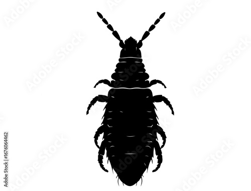 insect in silhouette on white background