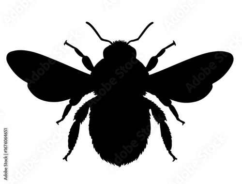 insect in silhouette on white background