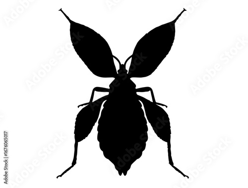 insect in silhouette on white background