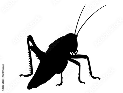 insect in silhouette on white background
