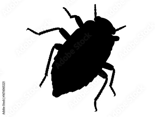 insect in silhouette on white background