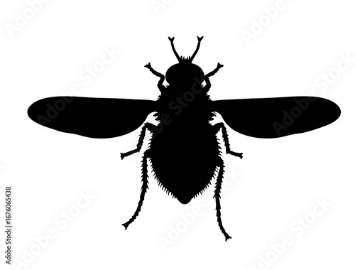 insect in silhouette on white background
