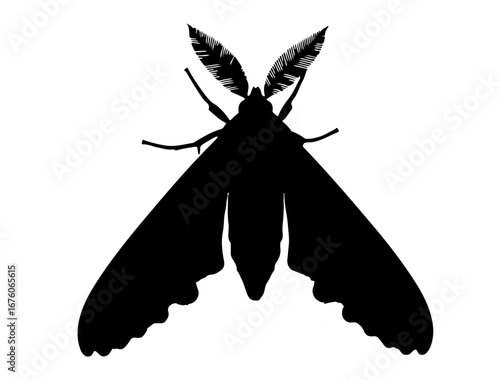 insect in silhouette on white background