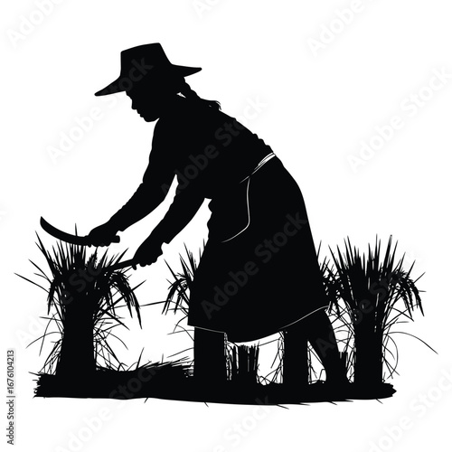 Silhouette of a farmer harvesting rice with a sickle in a field agriculture