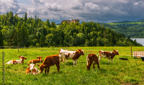 Fotografie A herd of calves graze in a sunlit field with Czorsztyn Castle visible on the hilltop beyond