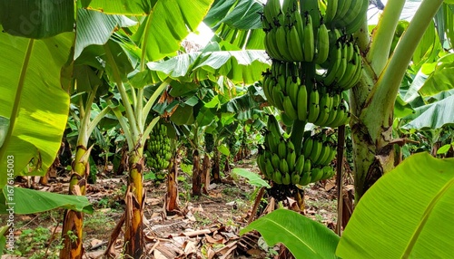 Lush Banana Plantation with Green Bananas Among Vibrant Foliage