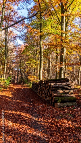Autumn forest path with stacked wood