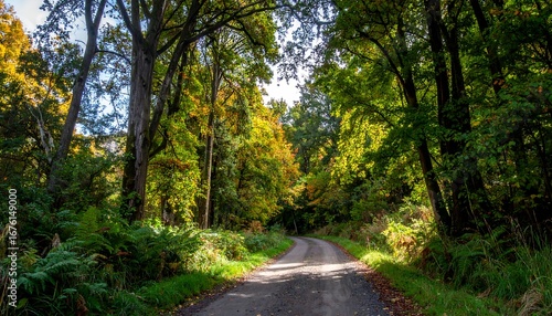 Autumn forest road (2)