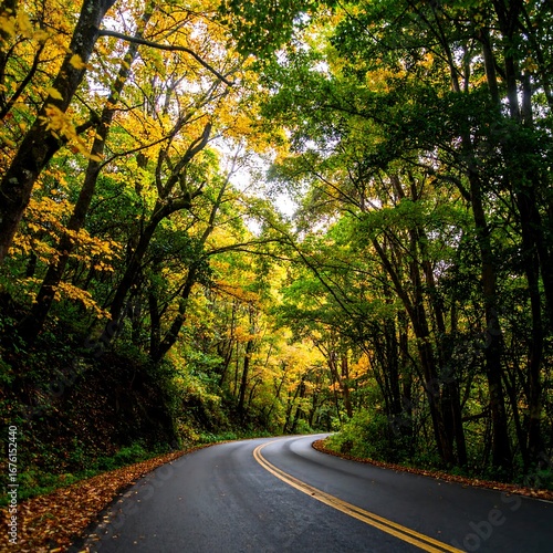 Autumn forest road