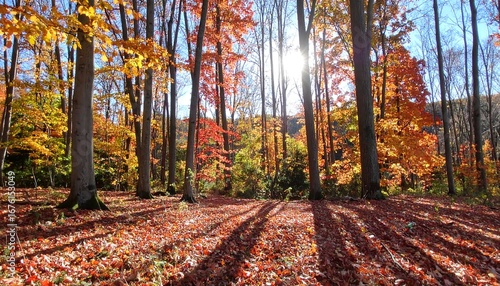 Autumn forest scene (1)