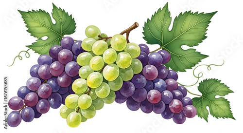 Watercolor Grapes Illustration