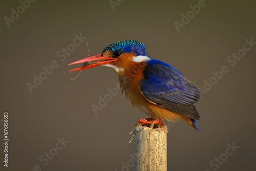 Canvas Print Malachite kingfisher standing on post holding insect
