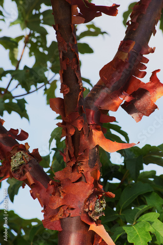 Paperbark maple or blood-bark maple (Acer griseum)