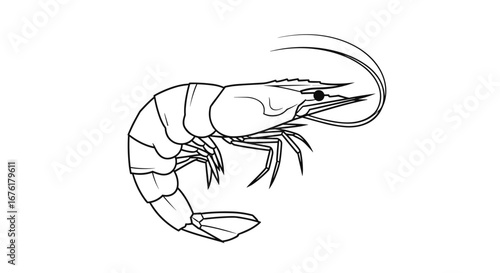 A detailed outline drawing of a single shrimp floating gracefully in water