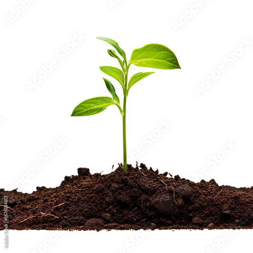 Wallpaper Mural young seedling plant growing from soil isolated Torontodigital.ca
