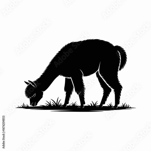 Black silhouette of an alpaca grazing in a field of grass
