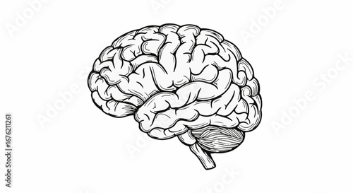 Illustrative brain anatomy for medical studies, educational infographics, neurological research, and mental health awareness initiatives, originally a scalable vector