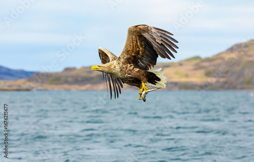 White-tailed Sea Eagle, (Haliaeetus albicilla) grabbing a fish from the water with powerful talons and flying off over the loch.  Facing left, Isle of Mull, Scotland, Copy space.  Horizontal