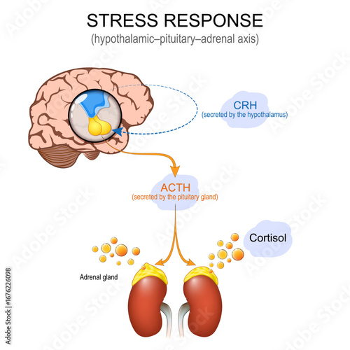 Stress response system. Hypothalamic pituitary adrenal axis. HPA axis