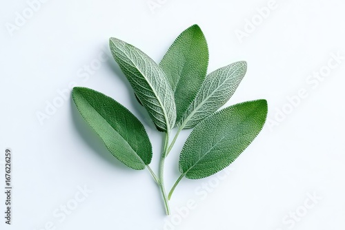Fresh sage leaves, culinary herb, displayed against a transparent background