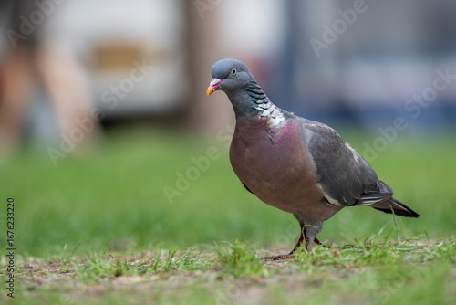Wood Pigeon (Columba palumbus) foraging through the grass, the Netherlands