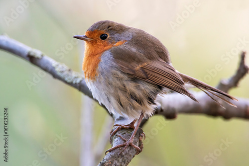 European Robin (Erithacus rubecula) perched on branch, the Netherlands