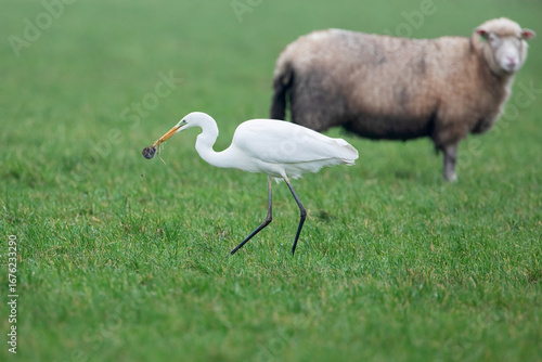 Great Egret (Ardea alba) looking for mice on grass field with sheep in background, the Netherlands
